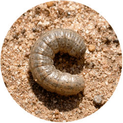 Cutworms