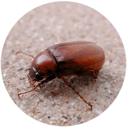 Grub-Beetle